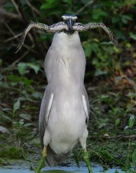 В рот мне ноги