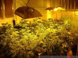 Интересные способы озеленить квартиру