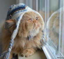 25+ очаровательных котиков в шапках для поднятия настроения