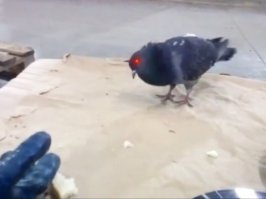 Это вам не суровый челябинский голубь.