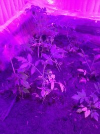 текущий личный эксперимент с томатами, место осталось ( с права видно) как раз хочу клубнику добавить