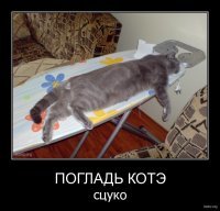 А злые они,потому что их никто не гладит.