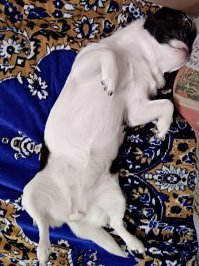 Моя Оливия спит так :)