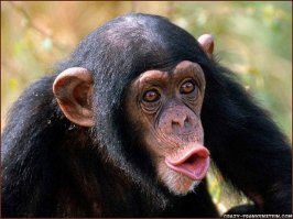 Тебе, сторонник неуважаемых обезьян, стоило бы подучить русскую грамматику. Коль ты так за них ратуешь, учи русский, сторонник обезьян.