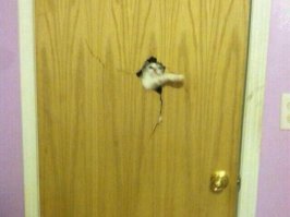 Мой кот, в два раза быстрее преодолевает расстояние из закрытой комнаты, в закрытую же кухню, при словах: "Бля, котлетосы на пол уронил!"