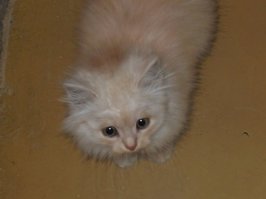 Мой кошак. Год назад и сейчас.