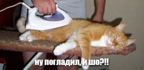 В Австралии соорудили забор против кошек