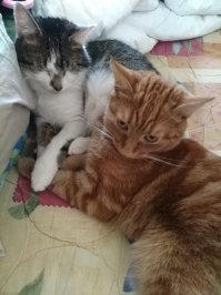 Веселый котогид по стилям живописи