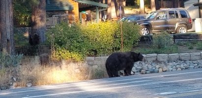 Вчера своими глазами в Неваде видел. Не очень хорошее фото... В центре города...