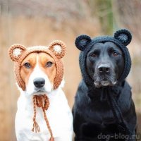 ну этих хозяев..они только и умеют развлекаться...
ЗЛЫЕ ВЫ...УЙДУ Я ОТ ВАС...
 ???????????- да хоть к медведям.