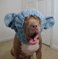 ну этих хозяев..они только и умеют развлекаться...
ЗЛЫЕ ВЫ...УЙДУ Я ОТ ВАС...
 ???????????- да хоть к медведям.