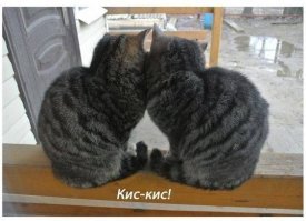 По традиции хочу пожелать каждому, кто поставил минус этому посту, чтоб его укусила очень злая и очень зубастая собака. 

.