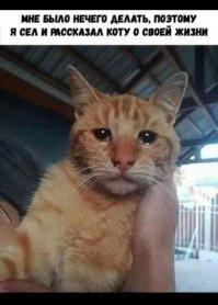 Кошачьи демотиваторы