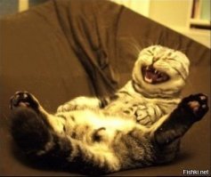 Моменты  о которых стыдно вспоминать любому котэ