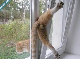 Моменты  о которых стыдно вспоминать любому котэ