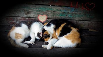 Кошачий фотопозитив