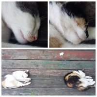 Кошачий фотопозитив