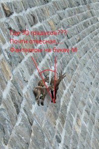 Альпийские козы в Италии ходят по отвесной плотине. Как?!