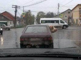 На шашлыки поехали.