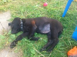 Первый день на даче.