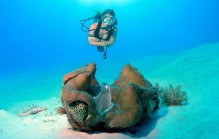 Тридакна гигантская, достигает длинны 120см и веса 200 кг.