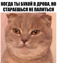 Кот медитирует