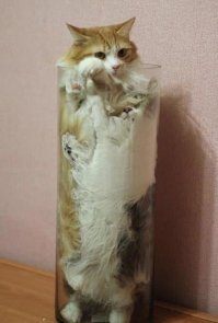 Найди второго кота.