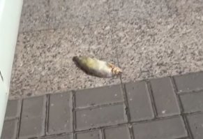 Там скумбрией и не пахло:
на видео обычная селедка...