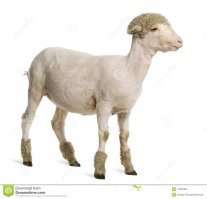 Тут просто постричь надо!