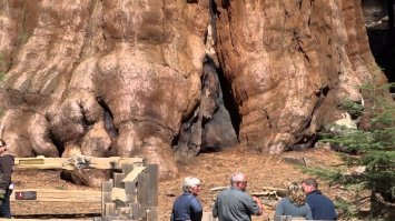 Генера л Ше рман   экземпляр секвойядендрона гигантского, растущий в «Гигантском лесу» национального парка «Секвойя» в Калифорнии, США. Первое по объёму и массе дерево на Земле. Высота «Генерала Шермана»   83,8 м, масса оценивается в 1910 т, объём ствола   в 1487 м , возраст   в 2300 2700 лет.