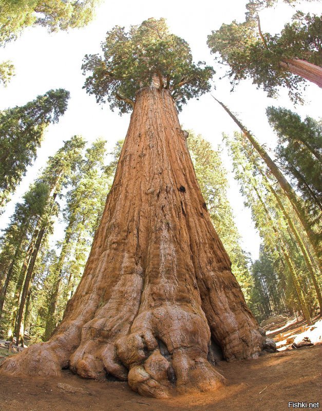 Генера л Ше рман   экземпляр секвойядендрона гигантского, растущий в «Гигантском лесу» национального парка «Секвойя» в Калифорнии, США. Первое по объёму и массе дерево на Земле. Высота «Генерала Шермана»   83,8 м, масса оценивается в 1910 т, объём ствола   в 1487 м , возраст   в 2300 2700 лет.