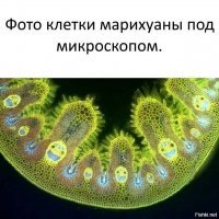 20 победителей конкурса микрофотографии Nikon Small World