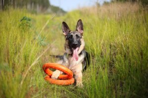 Собачий фотопозитив