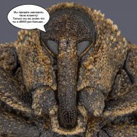 20 победителей конкурса микрофотографии Nikon Small World