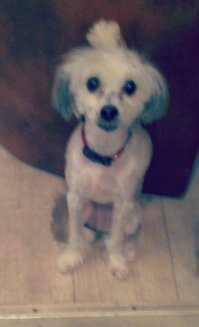 Собачий фотопозитив