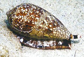 пару штук уже вижу , а если живая попадется ? все , жопа !