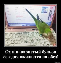 Свежая подборка демотиваторов, которые поднимут вам настроение