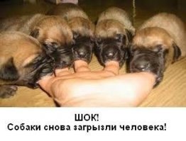 Державшую 40 собак заводчицу загрызли ее же питомцы
