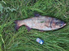 Ловил его в июне на фитополанктон, сильная рыба, приятно сопротивляется. 5.3 кг.