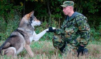 Этот прелестный собачухин больше на волкособа похож