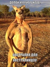В Австралии кенгуру жестоко избил женщину