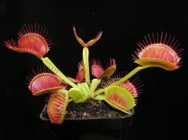 Чего-то напомнило