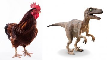 Если курицу слегка загримировать под тиранозавра, то получится очень даже реалистичная копия живая копия :)