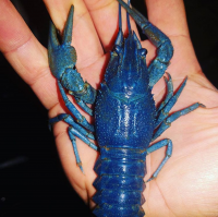 волгогорадский голубой рак был найден у продавцов раков, потом был по варварски сожран пьяными бабами