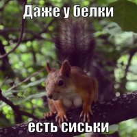 Грудастая белка свела с ума японцев