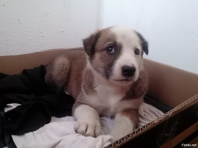 Поделюсь и своей красавицей. Алабайка, тут нам 2 месяца