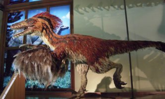 Предки тиранозавра уже были пернатыми.
Те же велоцирапторы - пернатые.
Однако тиранозавры почему-то более менее лысые и если перья и были - то только на спине. Тело покрыто чешуйками. Почему - никто не знает.

Лысая птичка :)