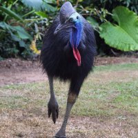 Казуар.
Австралия, то есть жили в изоляции и изменились меньше других видов на планете.
Весьма неплохо даёт понять, как выглядели последние динозавры :)