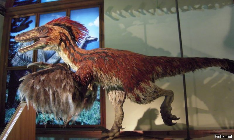 Предки тиранозавра уже были пернатыми.
Те же велоцирапторы - пернатые.
Однако тиранозавры почему-то более менее лысые и если перья и были - то только на спине. Тело покрыто чешуйками. Почему - никто не знает.

Лысая птичка :)