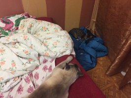 Котёнка в подъезде нашёл, приручил друг,другу отдал. Мой здоровый спит